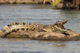 Croc in Chobe River 
