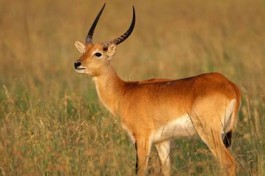 Buck, Moremi Game Reserve 