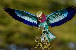 Birdlife, Moremi Game Reserve 