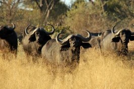 Buffalo Moremi Game Reserve 