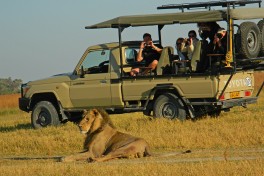 Moremi lion sighting 