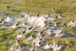 Buck, Okavango Delta 