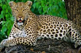 Leopard, Okavango Delta 