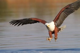 Fish Eagle 