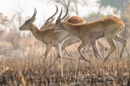 Wildlife in Xobega Island Camp 