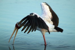 Yellow-billed Stork  by Flowcomm