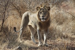 Lion in Kruger  by Flowcomm