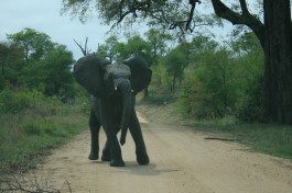 Juvenile Elephant in Kruger  by Steven Belcher