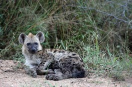 Hyena in Greater Kruger  by yeowatzup