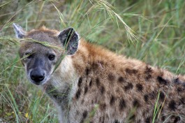 Greater Kruger Hyena   by Flowcomm