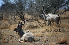 Kudu in Klaserie  by Flowcomm