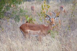 Springbok in Kruger  by Terence Franck