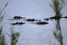 Wallowing hippo  by Abspires40