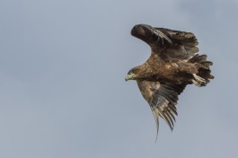 Birdlife in Kruger 