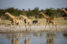 Giraffes and zebras in Etosha  by Heribert Bechen
