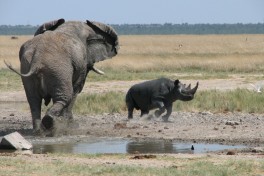 Elephant and rhino  by Alastair Rae