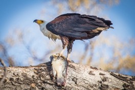 Birdlife in the Delta 
