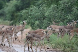 Greater Kruger impalas  