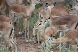 Thornybush antelope  by Joost Rooijmans