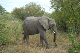 Elephant in Thornybush  by Joe Ross