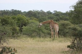 Greater Kruger giraffe  by Joost Rooijmans