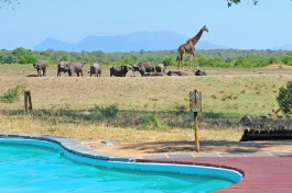 Lodge wildlife pool 