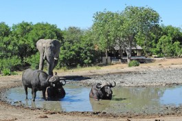 Lodge wildlife sighting 