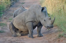 Thornybush rhinos  by Joe Ross