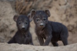 Thornybush baby hyenas 