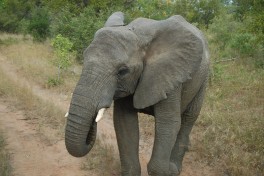 Thornybush elephant encounter  by Joe Ross