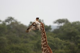 Thornybush giraffe  by Joost Rooijmans