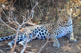 Thornybush leopard 