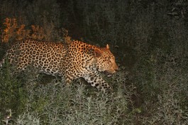Thornybush leopard  by Joost Rooijmans