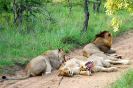 Thornybush lion pride  by bowkerb