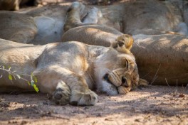 Thornybush lions sleeping 
