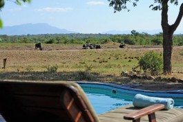 Thornybush lodge wildlife 