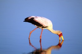 Yellow-billed Stork  by Flowcomm