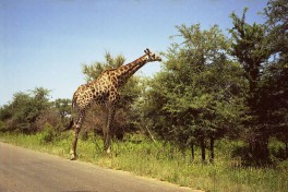 Giraffe in Kruger  by Chris Eason
