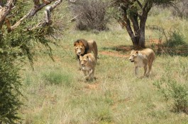 Kruger Big Five lions  by Matt Freer
