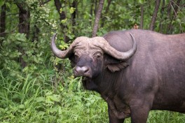 Kruger Big Five buffalo  by Allison McCarthy