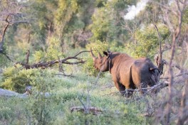 Kruger Big Five rhino  by Allison McCarthy