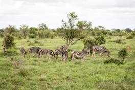 Kruger wildlife  by Allison McCarthy
