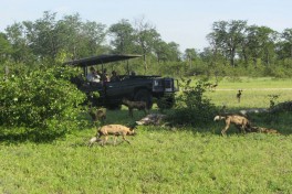 Wild dogs game drive 