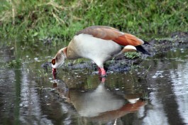 Egyptian Goose  by Flowcomm
