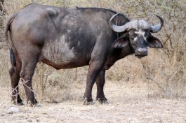 Buffalo in Kruger  by Flowcomm