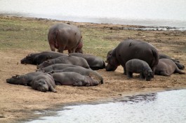 Hippo family  by Flowcomm