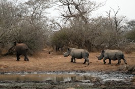Rhino following Nellie  by Flowcomm