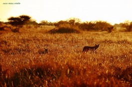 Jackals at dawn  by Javier Abalos