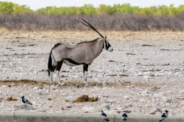 Antelope in Etosha  by dconvertini