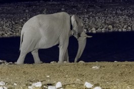 Elephant in Etosha  by Dconvertini